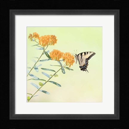 Framed Butterfly Portrait III Print