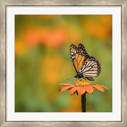 Framed Butterfly Portrait IV Print