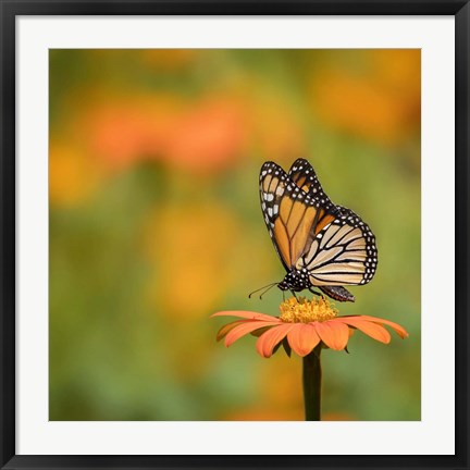 Framed Butterfly Portrait IV Print