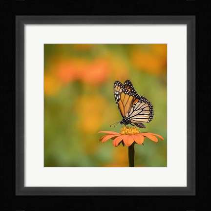 Framed Butterfly Portrait IV Print