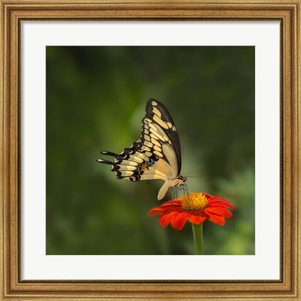 Framed Butterfly Portrait V Print