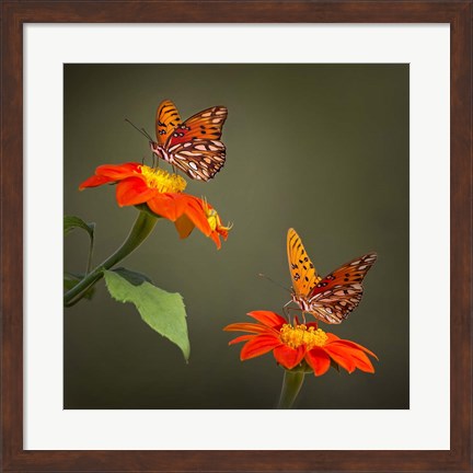 Framed Butterfly Portrait VI Print
