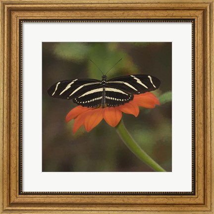 Framed Butterfly Portrait VII Print