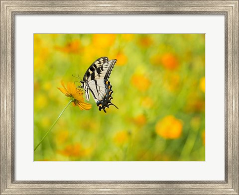 Framed Butterfly Portrait VIII Print