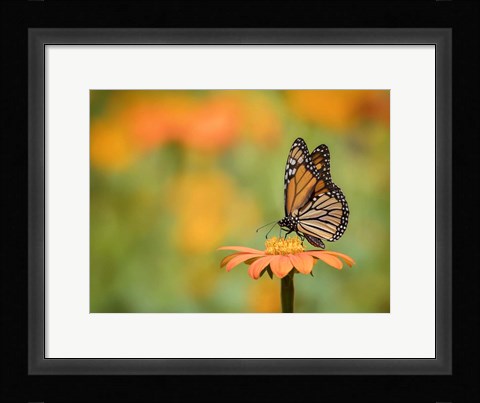 Framed Butterfly Portrait IX Print