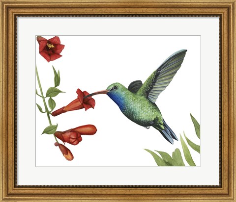 Framed Hummingbird &amp; Flower I Print