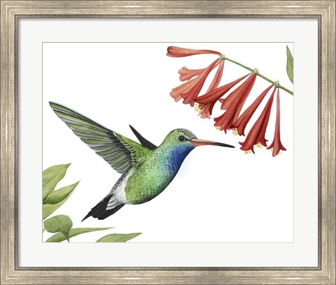 Framed Hummingbird &amp; Flower II Print