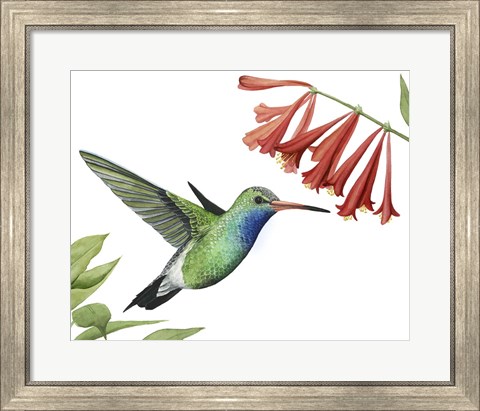 Framed Hummingbird &amp; Flower II Print