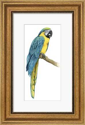 Framed Teal Macaw I Print