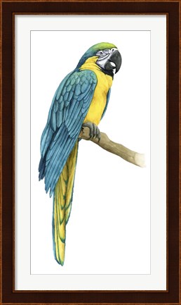 Framed Teal Macaw I Print