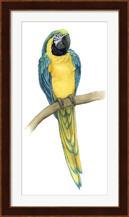 Framed Teal Macaw II Print