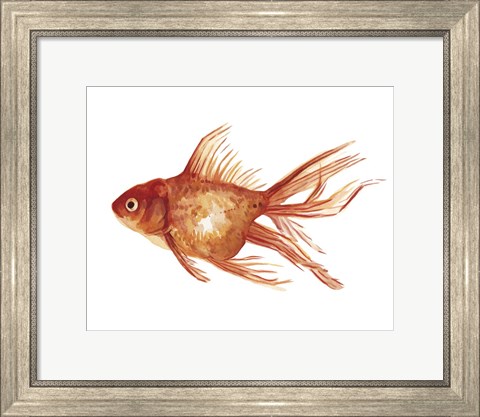 Framed Ornamental Goldfish I Print