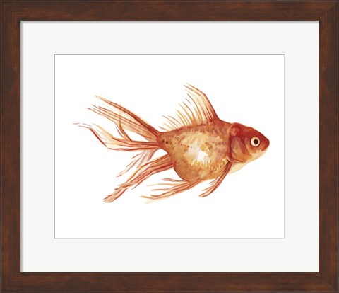 Framed Ornamental Goldfish II Print