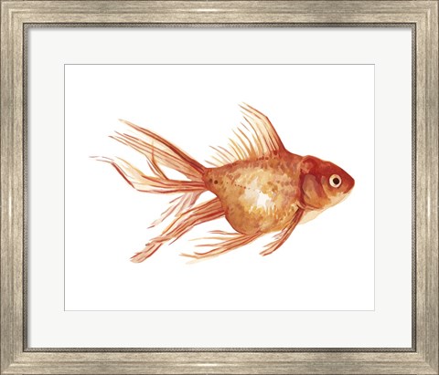 Framed Ornamental Goldfish II Print