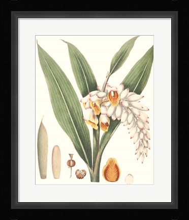 Framed Soft Tropical I Print