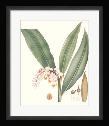 Framed Soft Tropical II Print