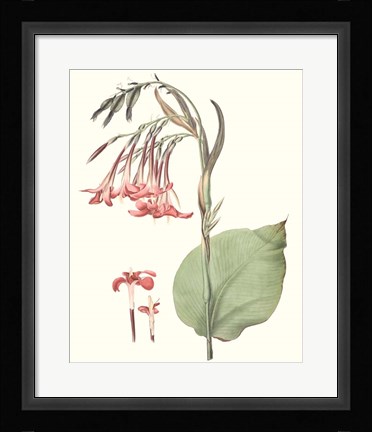 Framed Soft Tropical III Print