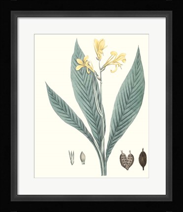 Framed Soft Tropical IV Print