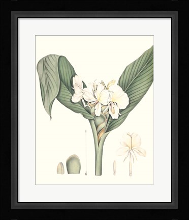 Framed Soft Tropical V Print