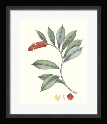 Framed Soft Tropical VI Print
