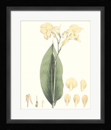 Framed Soft Tropical VII Print