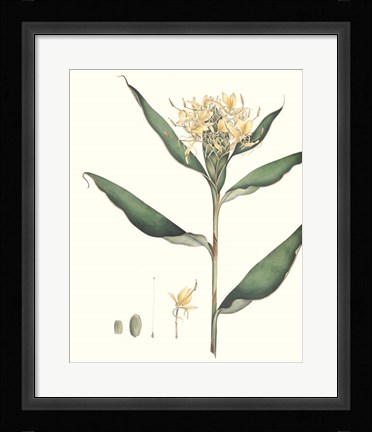 Framed Soft Tropical VIII Print
