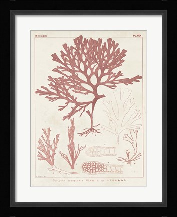 Framed Antique Coral Seaweed II Print