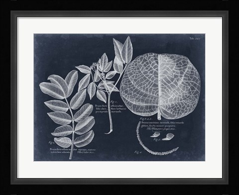 Framed Foliage on Navy I Print