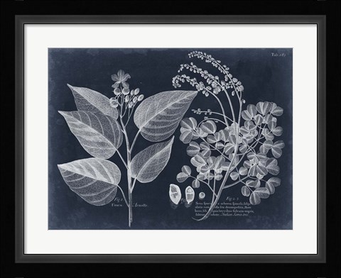 Framed Foliage on Navy III Print