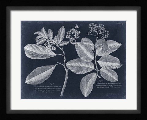Framed Foliage on Navy IV Print