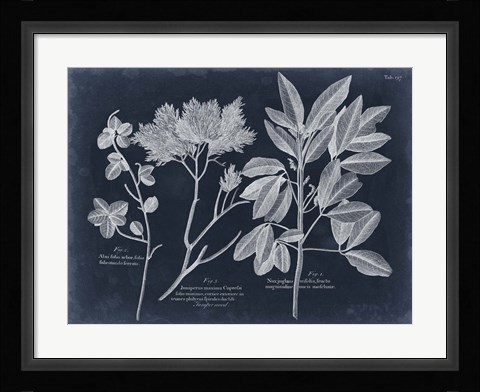 Framed Foliage on Navy VI Print
