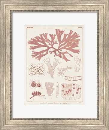 Framed Antique Coral Seaweed III Print