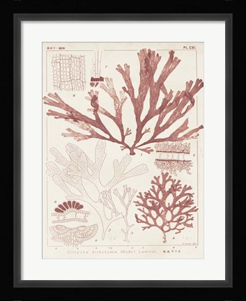 Framed Antique Coral Seaweed IV Print