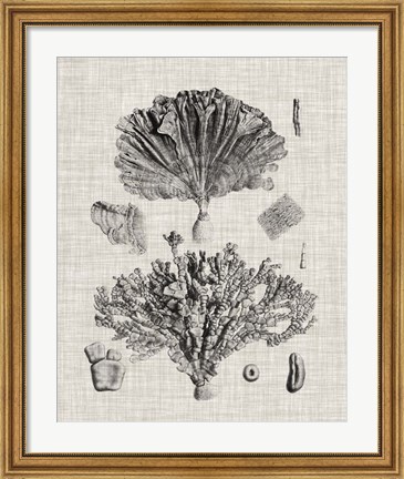 Framed Coral Specimen III Print
