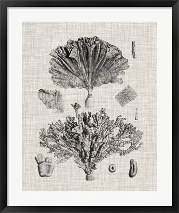Framed Coral Specimen III Print
