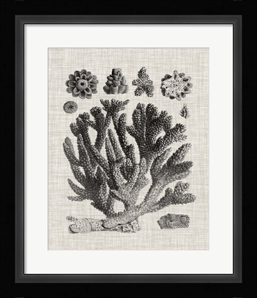 Framed Coral Specimen IV Print