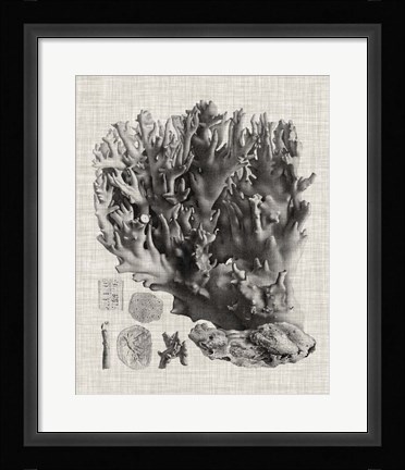 Framed Coral Specimen V Print