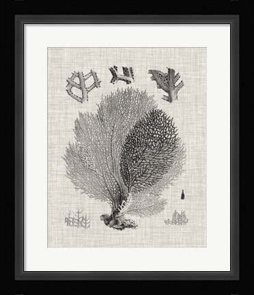 Framed Coral Specimen VI Print