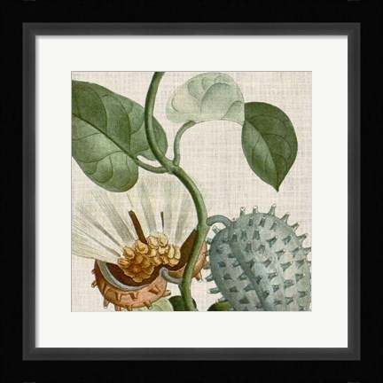 Framed Cropped Turpin Tropicals II Print