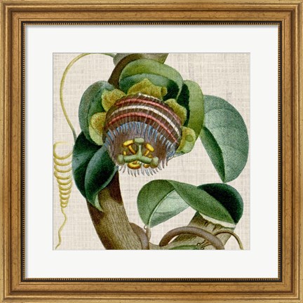 Framed Cropped Turpin Tropicals IV Print