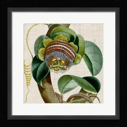 Framed Cropped Turpin Tropicals IV Print