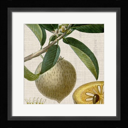 Framed Cropped Turpin Tropicals V Print