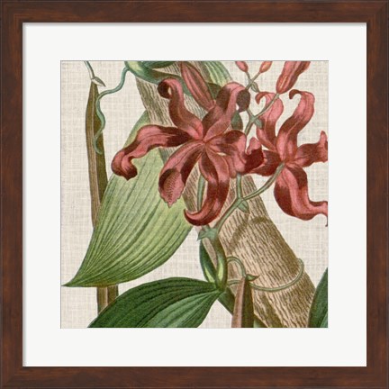 Framed Cropped Turpin Tropicals IX Print