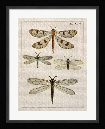 Framed Dragonfly Study I Print