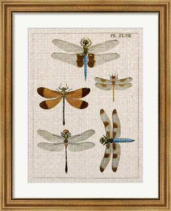 Framed Dragonfly Study II Print