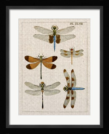 Framed Dragonfly Study II Print