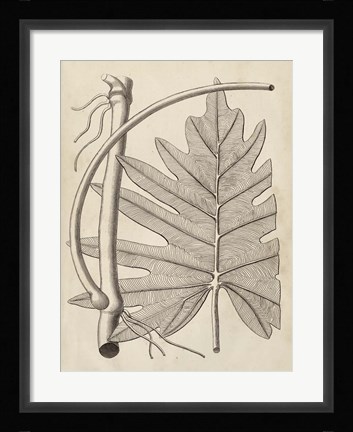 Framed Distinctive Leaves I Print