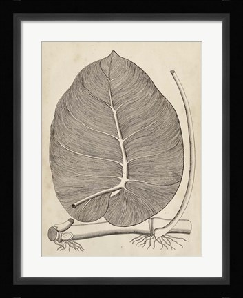 Framed Distinctive Leaves II Print
