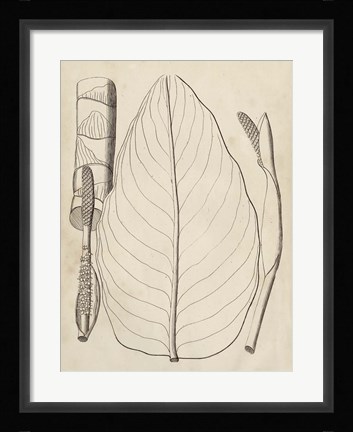 Framed Distinctive Leaves III Print