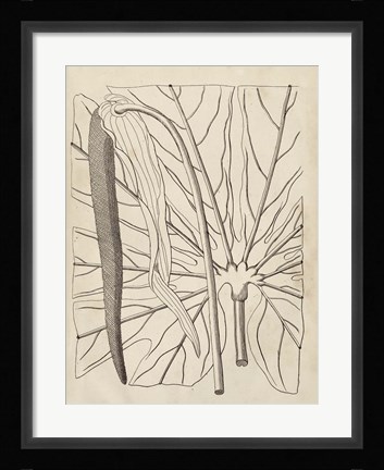 Framed Distinctive Leaves IV Print